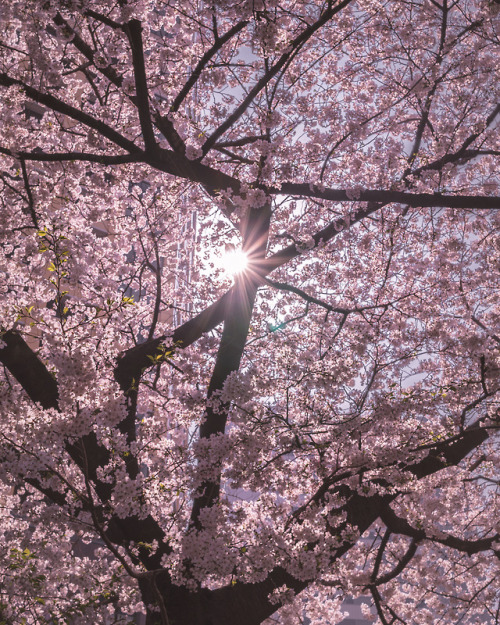Yes and it’s Sakura season here in Japan! Pictures taken by www.instagram.com/mzybmiwa