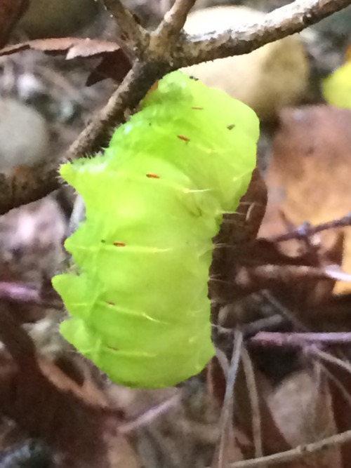 Update: no chrysalis yet