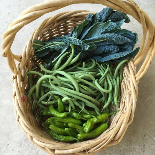 ediblegardensla:Harvesting beans, Shishito peppers and kale in a garden in the canyon