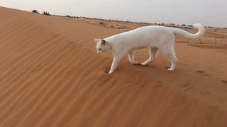 laurathelionqueen:  sovaiill:  sixpenceee:  Cats always step in their own footprints. Cats are capable of walking very precisely because, like all felines, they directly register; that is, they place each hind paw (almost) directly in the print of the