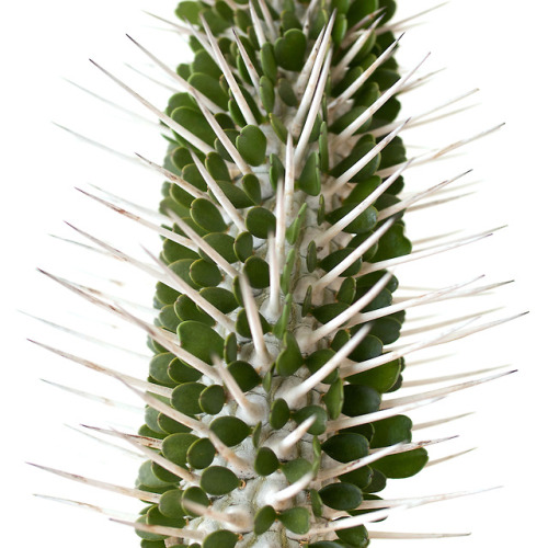 Alluaudia montagnacii  Rauh
