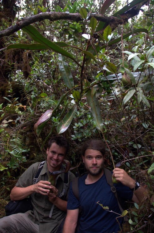 jeremiahsplants:  Nepenthes ephippiata Hose Mountains