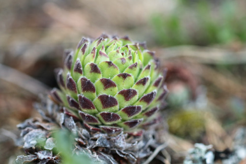 Common houseleek/taklök.