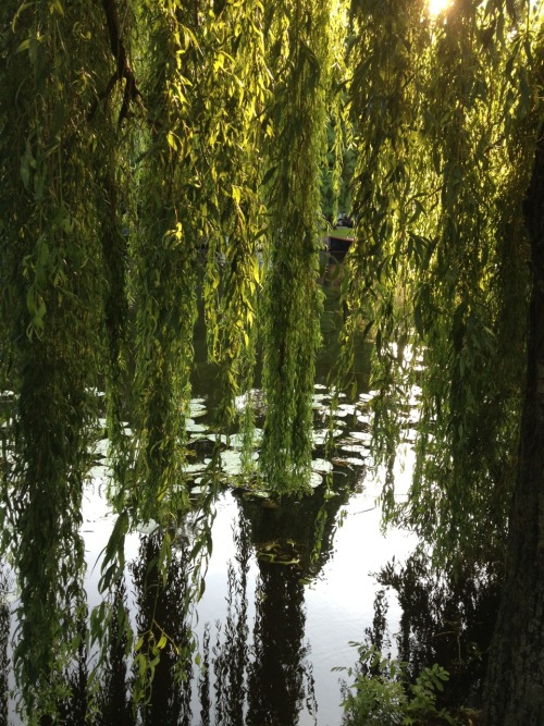 XXX mercurieux:  green colors in the city  amazing photo