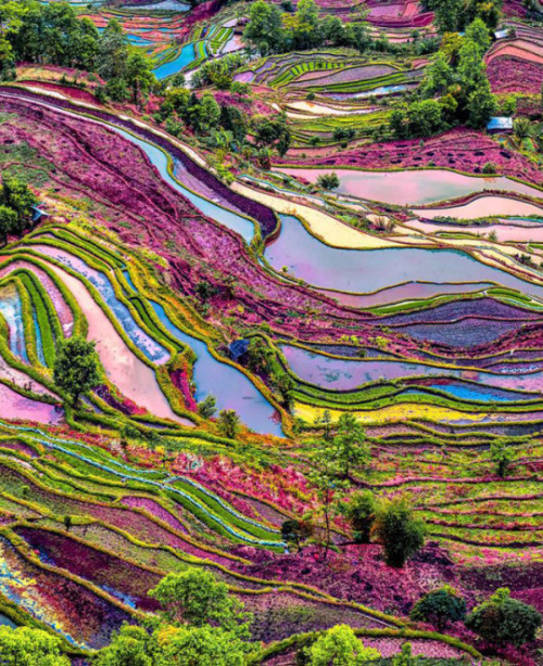 travelingpage: Yuanyang rice terraces, Yunnan, China 