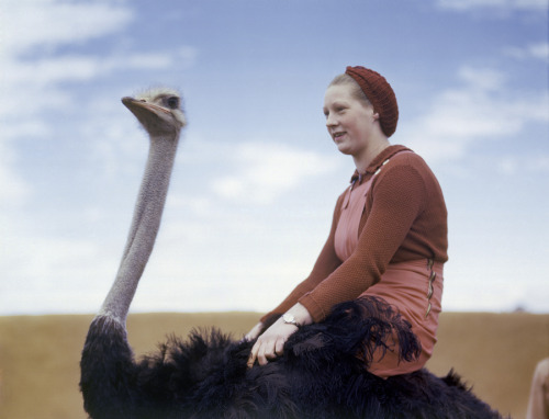A portrait of a woman riding an ostrich in South Africa, August 1942.Photograph by W. Robert Moore, 