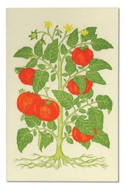 Papress:  Linocut Menu Cover By Patricia Curtan. From Menus For Chez Panisse: The