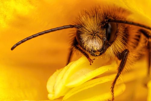 Red Mason Bee III [6000x4000] [OC]