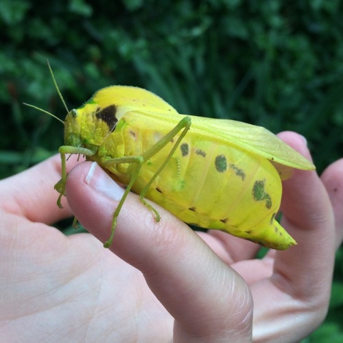 onenicebugperday: African bladderhopper, Bullacris membracioides, Pneumoridae, AcridideaFound in so