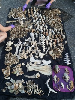cummy-eyelids: Sorting through a big haul of bones with some babes! After a lil cleaning and whitening, a lot of these will end up on my etsy shop! 