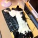 catasters: