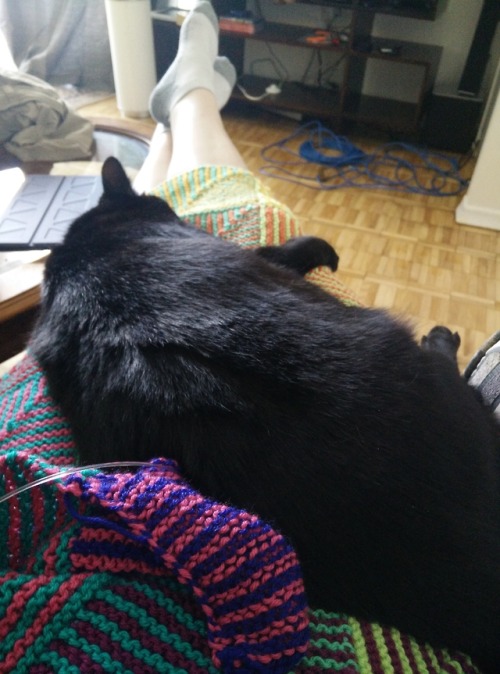 thepastisthepast2: Happiness is a lazy Sunday morning with a content cat on your lap