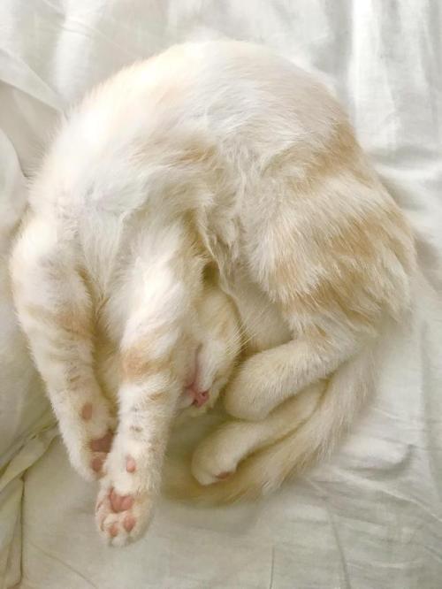 catsonweb:Biscuit all curled up like a croissant!by NatieKorris. What you think about?