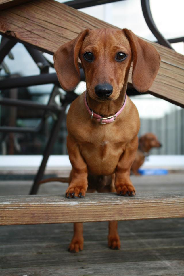 Dachshund Parade Photo