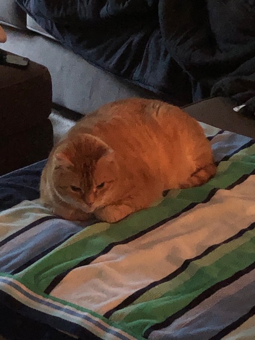 My Aunt Is Staying With My Ma And I, And She Brought Her Cat! This Is Buddy, Who Is
