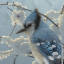 undead-bluejay