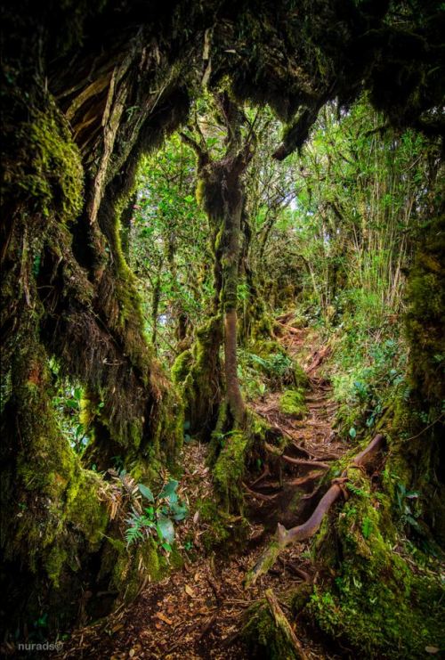 Mossy Forest, Gunung Irau / Malaysia (by Muhd Fuad).