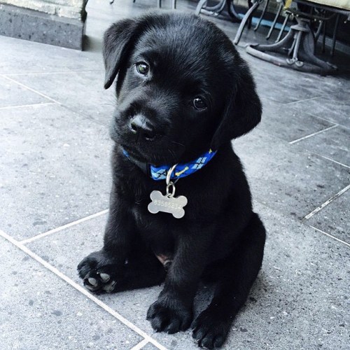 vistale:  An adorable black Labrador puppy.