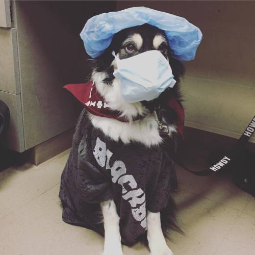 All ready for surgery! #fling #bordercolliesofinstagram #tamuvet #goodsport #surgeon (at Texas A&