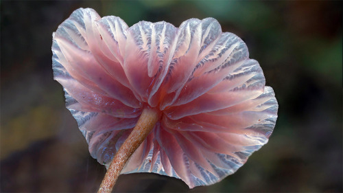 culturenlifestyle:  Steve Axford Captures Strange And Undocumented Australian Fungi  Steve Axford is a photographer on a mission to discover a thread of alien fungi, which has never been captured before. Axford lives in the Northern Rivers of New South