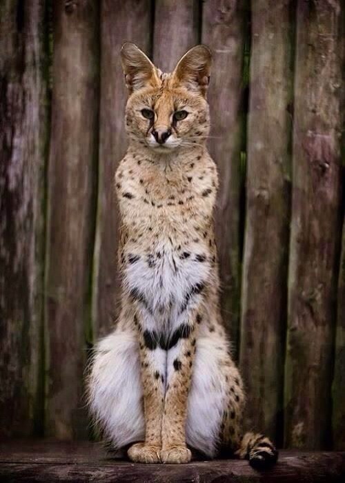 stability: Beautiful Serval Cat [Via/More] 