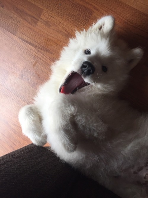 neothesamoyed:ROAAAR SO SCARY!!! Yeah right.