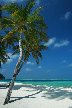euvi-umsapo:  sunny days by Leina Sevele on Flickr 