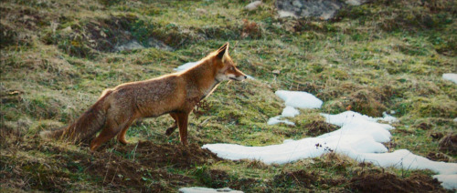 elvenforestworld: Le renard et l'enfant (2007)