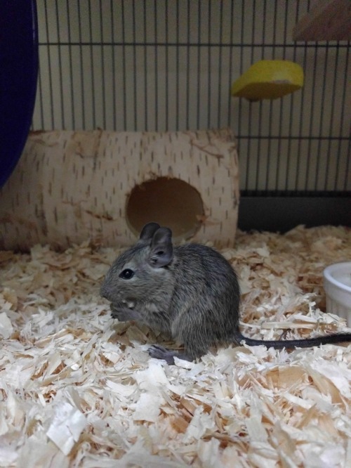 sillydegu:Everyone, I’d like you to meet Zach and Ben