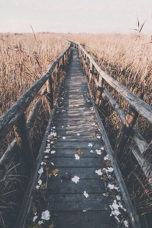 natureac:  Nature Blog