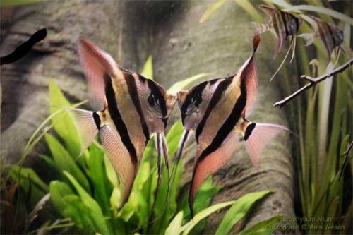 Pterophyllum altum
In 1903, Pellegrin first described P. altum as a distinct species, and to date it has been found only in the waters of the Rio Orinoco and Rio Negro in Brazil, Venezuela and Colombia. P. altum differs physiologically from P....