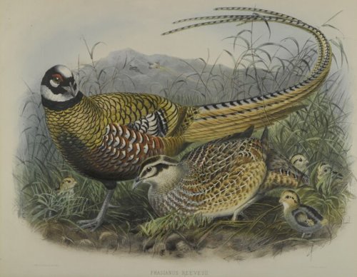bm-european-art: Phasianus Reevesii: Reeves’ Pheasant, John Gould, Brooklyn Museum: European ArtSize