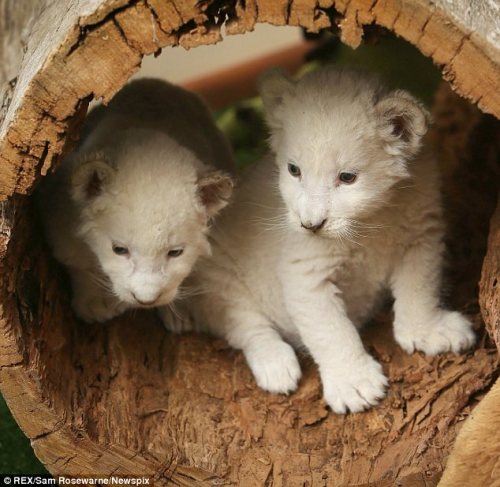 phototoartguy:  They won’t be so cute when they’ve grown up! Adorable white lion cubs cause a stir with their playful antics  The pair were born last month at Zoodoo Wildlife Park in Tasmania Zoo officials are letting the public decide on the brothers’