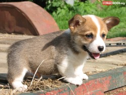 corgidogsorg:  Happy Tongue Out Tuesday!