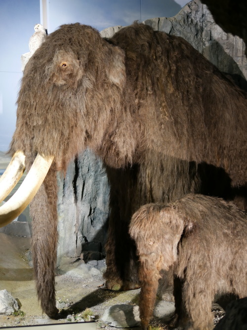 European Ice Age Fauna Reconstructions from the National Museum, Cardiff, 28.10.16. Pictured are Woo