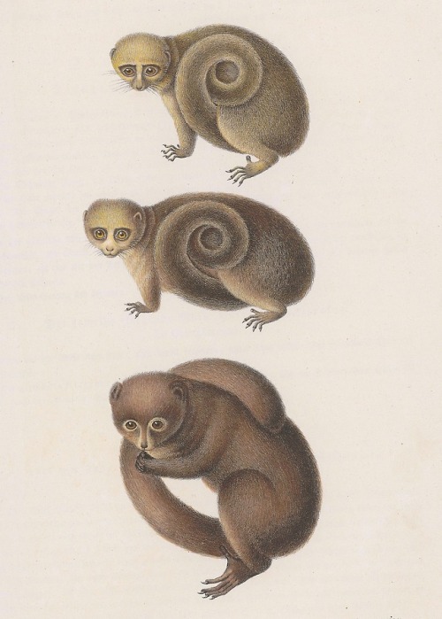 Naturgeschichte und Abbildungen der Säugethiere - Heinrich Rudolf Schinz - 1824 - via e-rara
