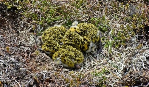 little-witchys-cottage:I give you moss birdiesThey are actaully called golden plovers