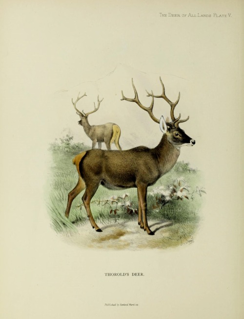 wapiti3: The deer of all lands a history of the family Cervidæ living and extinct.  By Lydekker, Ric