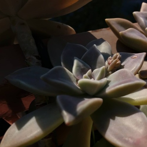 Graptopetalum paraguayense in buds!!! #succulentbloom #succulents #succulentflower #succulentlover #