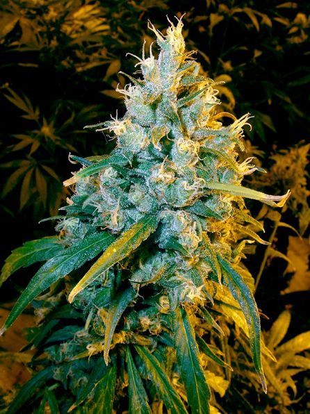 Mary Wanna