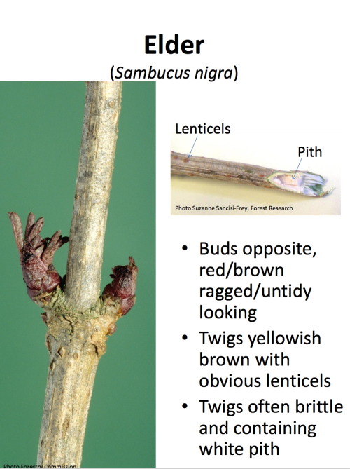 theleafguy: Tree Identification Guide Part 2From “Identifying Broadleaved Trees in Winter&rdqu