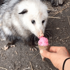 naurielrochnur:I gave Penelope some strawberry frozen yogurt today to help beat the