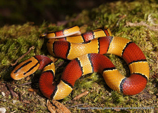 libutron:
“ Black-banded Trinket Snake (Red Bamboo Snake)
Oreocryptophis porphyraceus (Colubridae) is a beautiful rat snake native to India, Bhutan, Burma, Thailand, Laos, Vietnam, Tibet, Nepal, S China, Taiwan, West Malaysia, Singapore Islands, and...