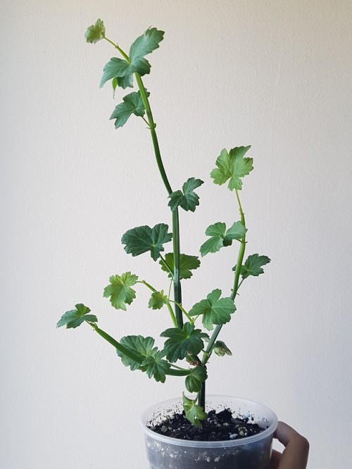 I tried growing pelargonium tetragonum about a year ago but failed miserably, the plant started rott