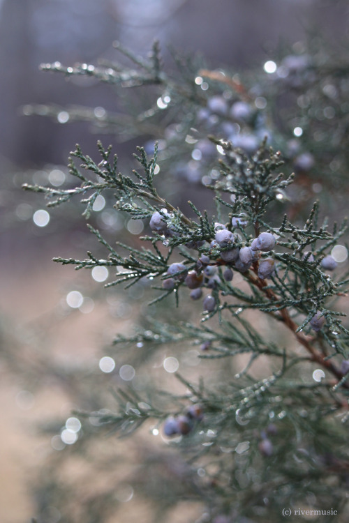 Juniper-flavored Raindrops! Mmmmm - Your Awesome is Showing ;)riverwindphotography, December 2017