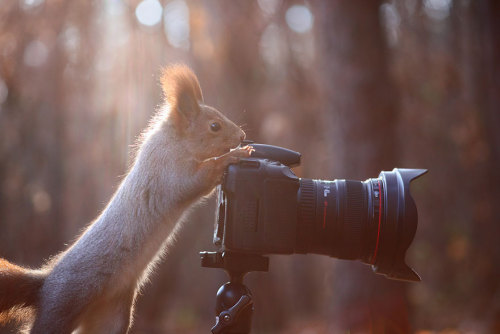 catsbeaversandducks:Russian Photographer Captures The Cutest Squirrel Photo Session EverPhotos by ©Vadim Trunov - Via Bored Panda