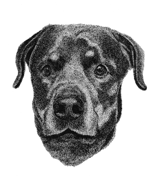 Maxpart of my dog portrait series.