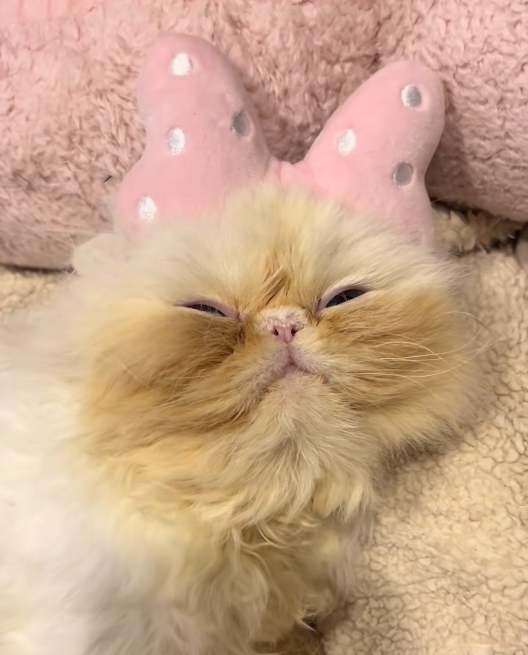 wisp the cat on Tumblr