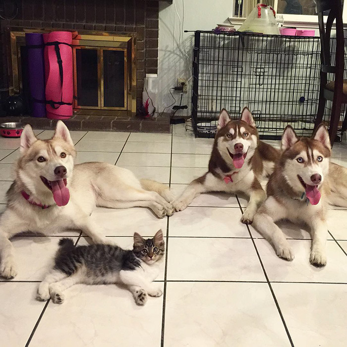 bobbycaputo:    Three Huskies Are Inseparable Best Friends with a Dying Kitten They