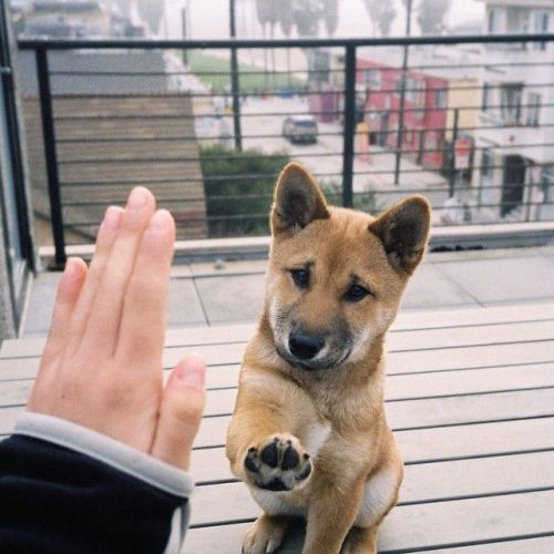 babyanimalgifs:  let me bless ur dash